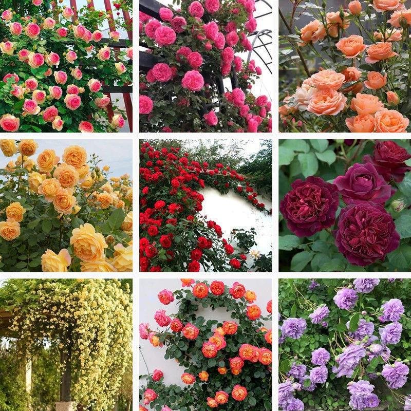 elegant climbing rose flower seeds 9 rare and breathtaking colors seeds elegant climbing rose flower seeds 9 rare and breathtaking colors seeds