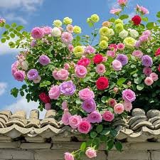 elegant climbing rose flower seeds 9 rare and breathtaking colors seeds elegant climbing rose flower seeds 9 rare and breathtaking colors seeds