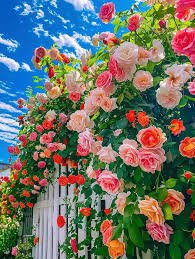elegant climbing rose flower seeds 9 rare and breathtaking colors seeds elegant climbing rose flower seeds 9 rare and breathtaking colors seeds