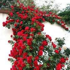 elegant climbing rose flower seeds 9 rare and breathtaking colors seeds elegant climbing rose flower seeds 9 rare and breathtaking colors seeds